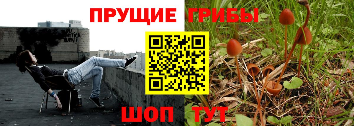 Кировск  Псилоцибиновые грибы Cubensis  Вход с VPN 